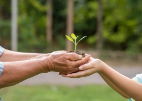 A small tree growing with soil forwarded or delivered between the hands of the elderly and children with the green forest background. Showed the care for the environment with sustainable development.